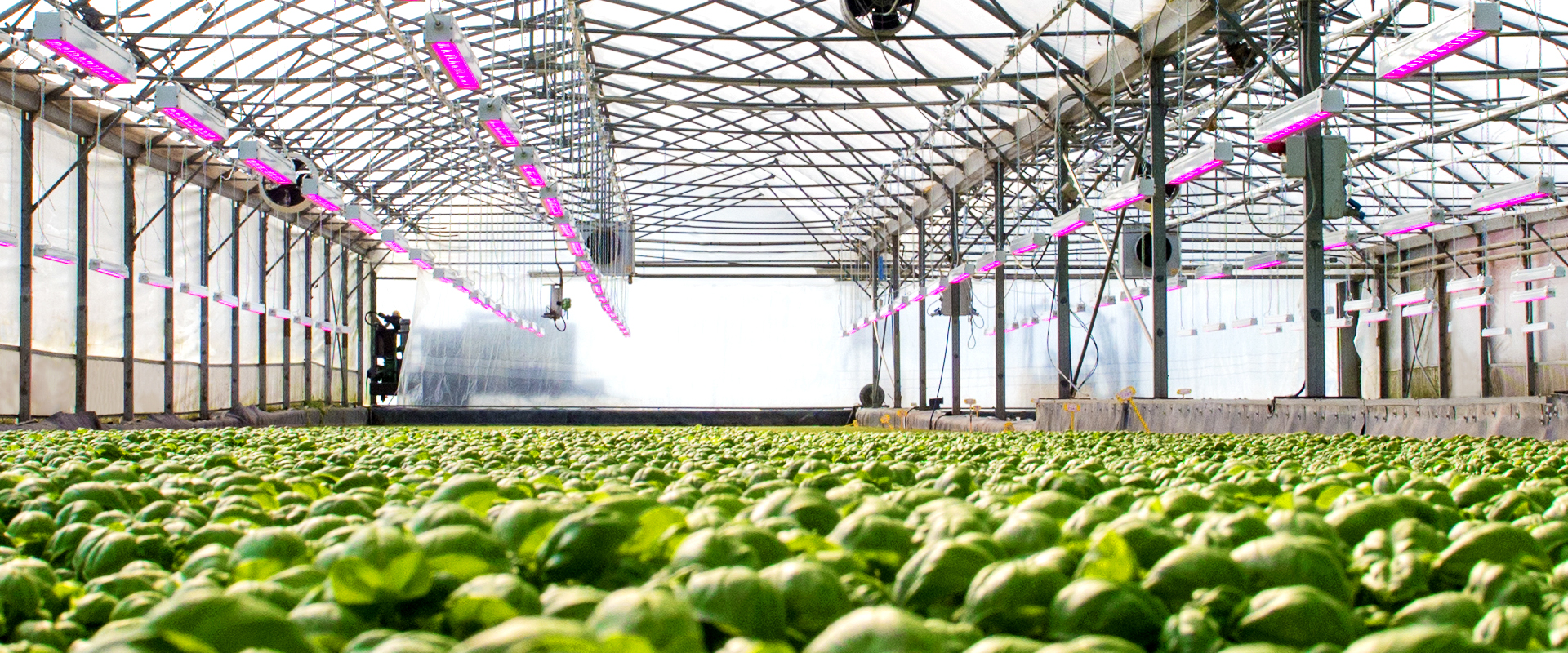 Sistemi di illuminazione con tecnologia LED grow light per la crescita delle piante.